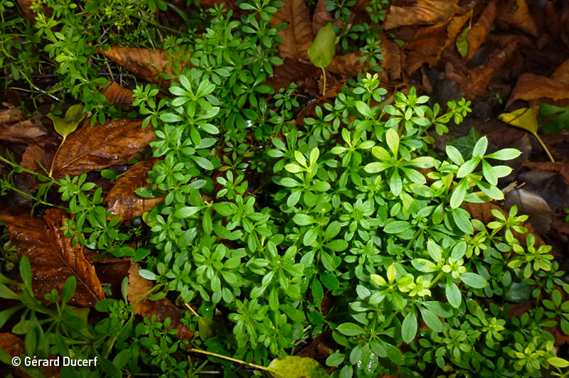 Phytothérapie de gaillet gratteron - Extrait de plantes fraîches bio - Herbiolys